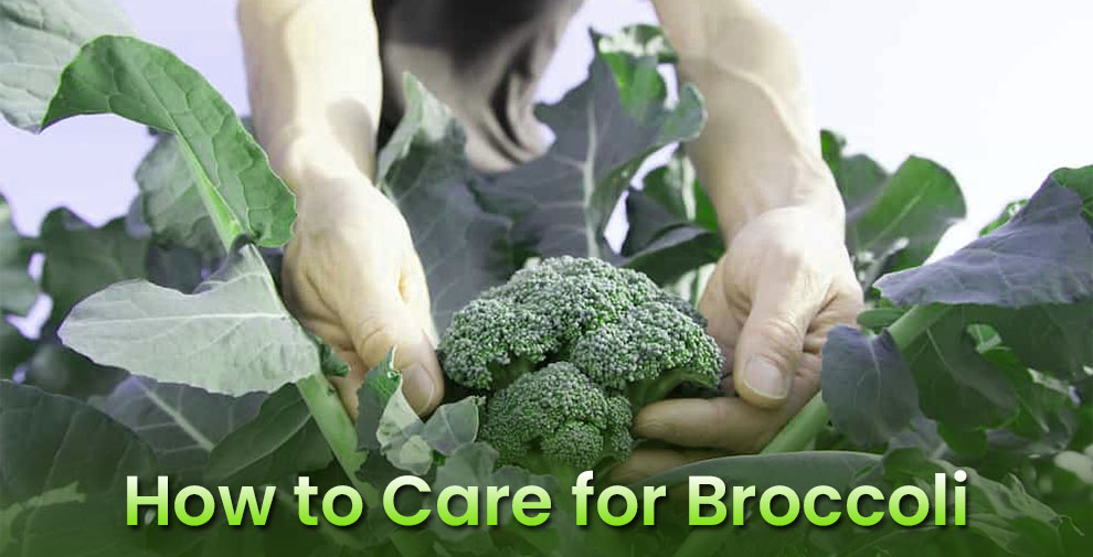 How to Care for Broccoli