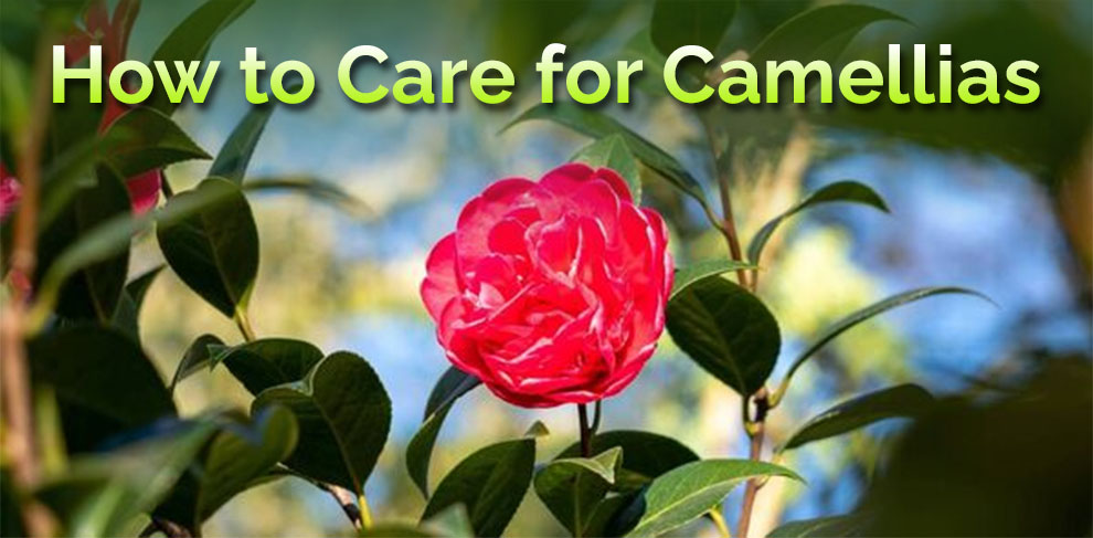 How to take care of camellia