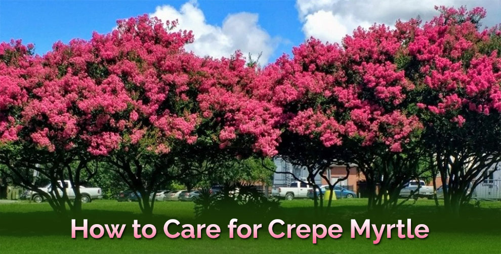 How to care for crape myrtle