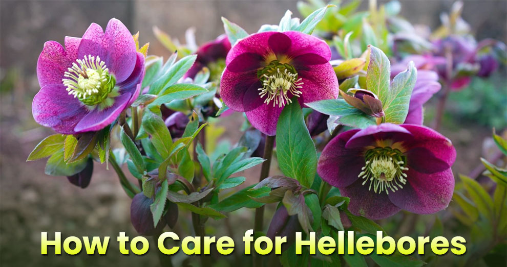 How to care for hellebores