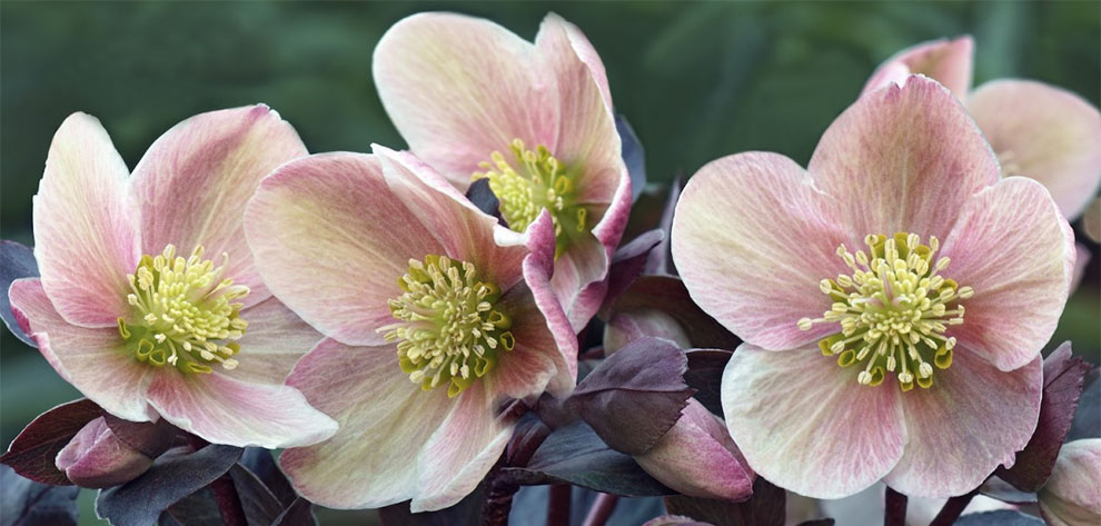 How to Care for Lenten Roses (Hellebores)