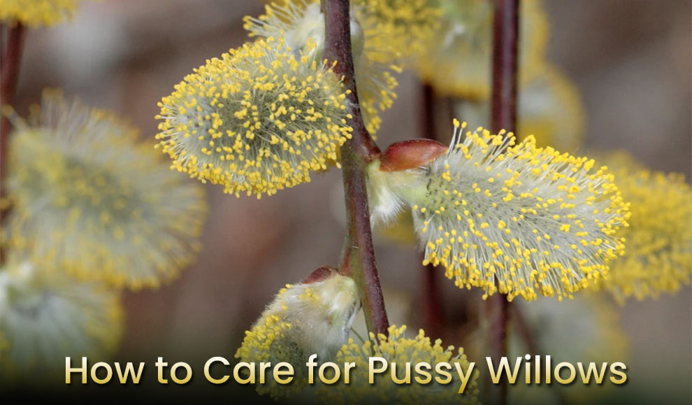 How to care for pussy willows