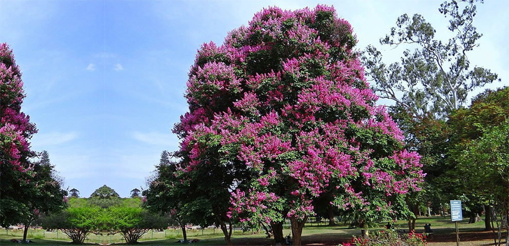How To Get Crepe Myrtles To Grow Faster