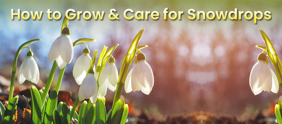 How to Grow & Care for Snowdrops
