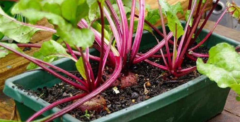 How To Grow Beetroot In Containers – Sowing The Seeds