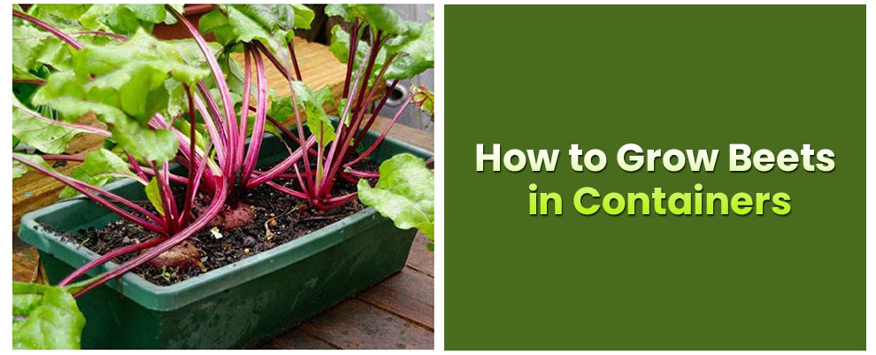 How to grow beets in containers