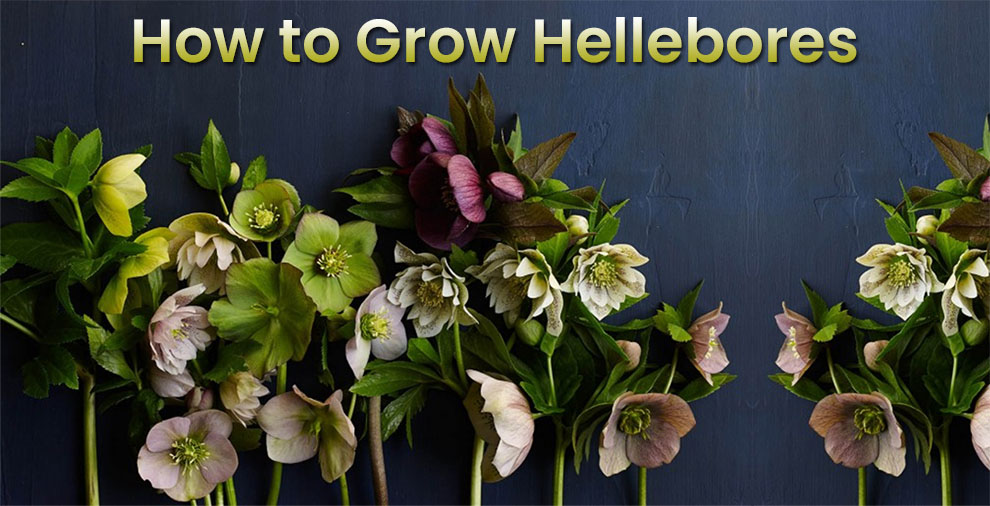 Grow Hellebores