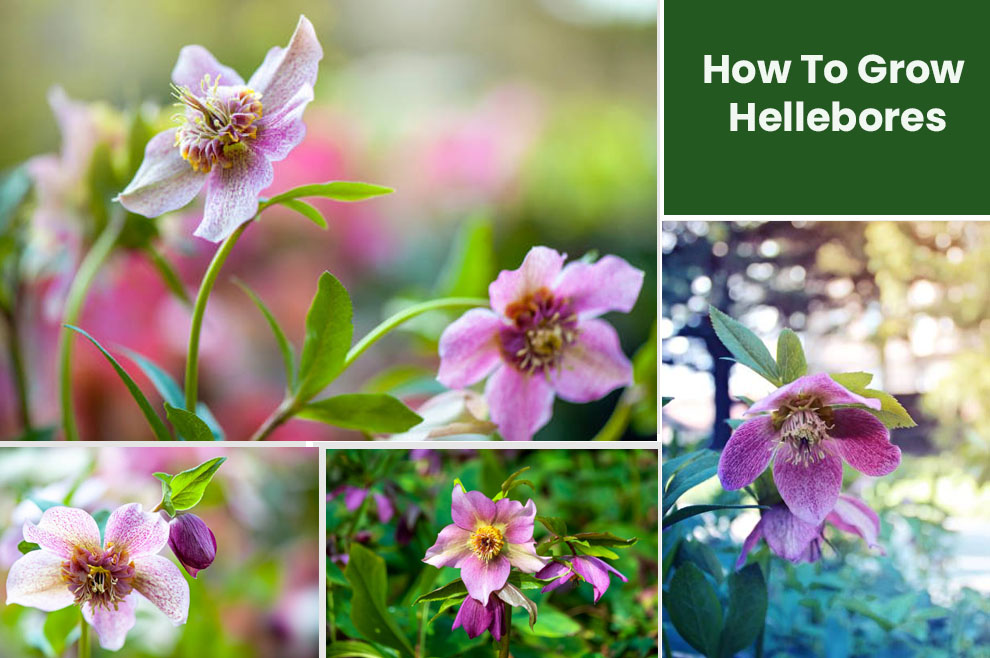 How To Grow Hellebores