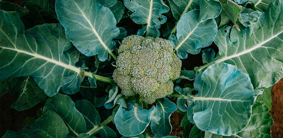 How To Plant Broccoli
