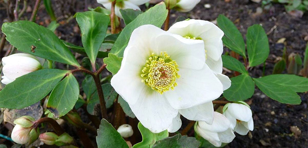 How To Plant Christmas Roses