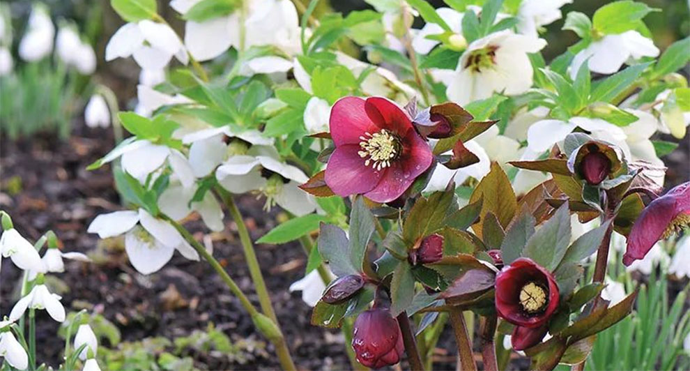 How To Plant Hellebores