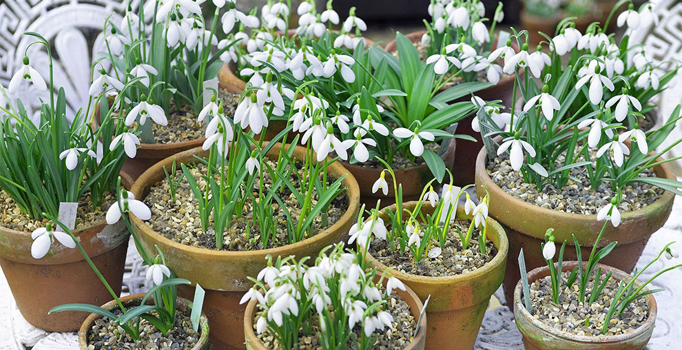 Plant Snowdrops In Urns