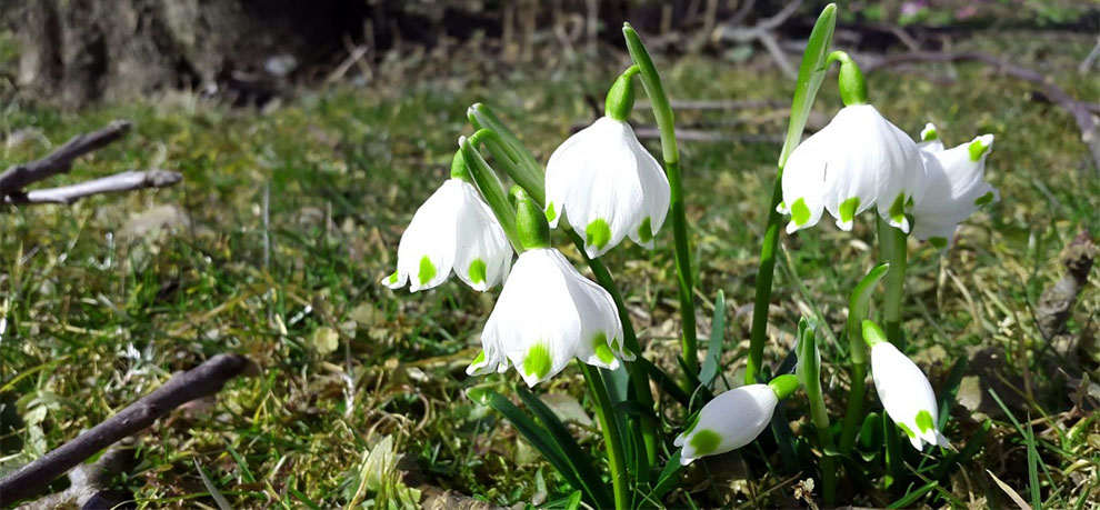 How To Plant Snowdrops Outdoors