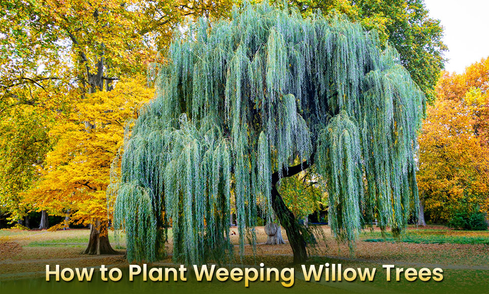 How to plant weeping willow