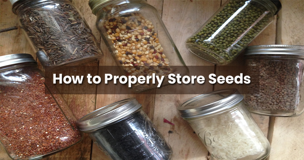 How to Properly Store Seeds