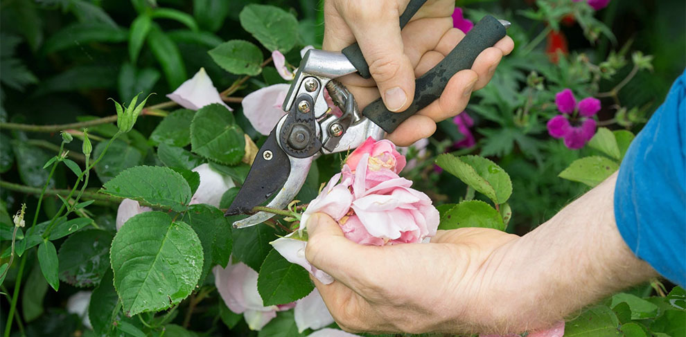 How To Prune Hellebores: A Step-By-Step Guide