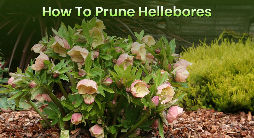 How to prune hellebores 