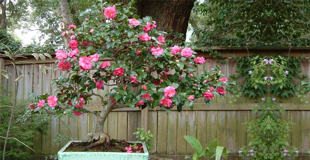Take Care of Camellia Plants In Pots
