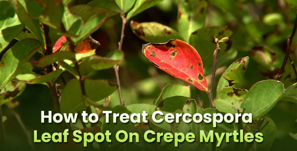 How to Treat Cercospora Leaf Spot On Crepe Myrtles