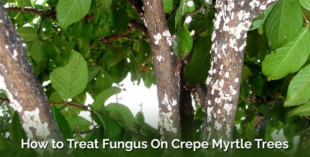 How to treat fungus on crepe myrtle trees