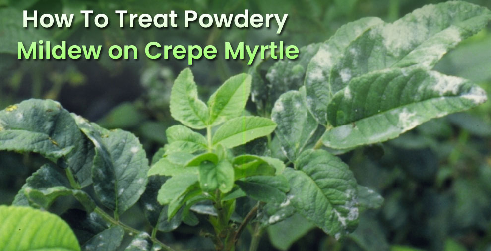 How To Treat Powdery Mildew on Crepe Myrtle