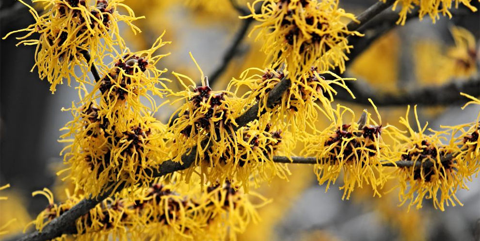 Hybrid Witch Hazel
