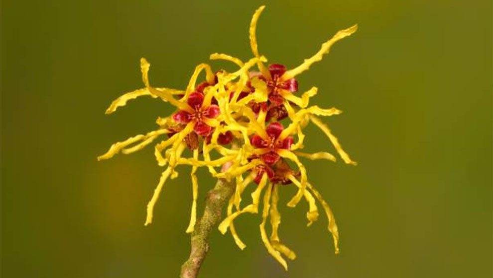 Hybrid Witch Hazel