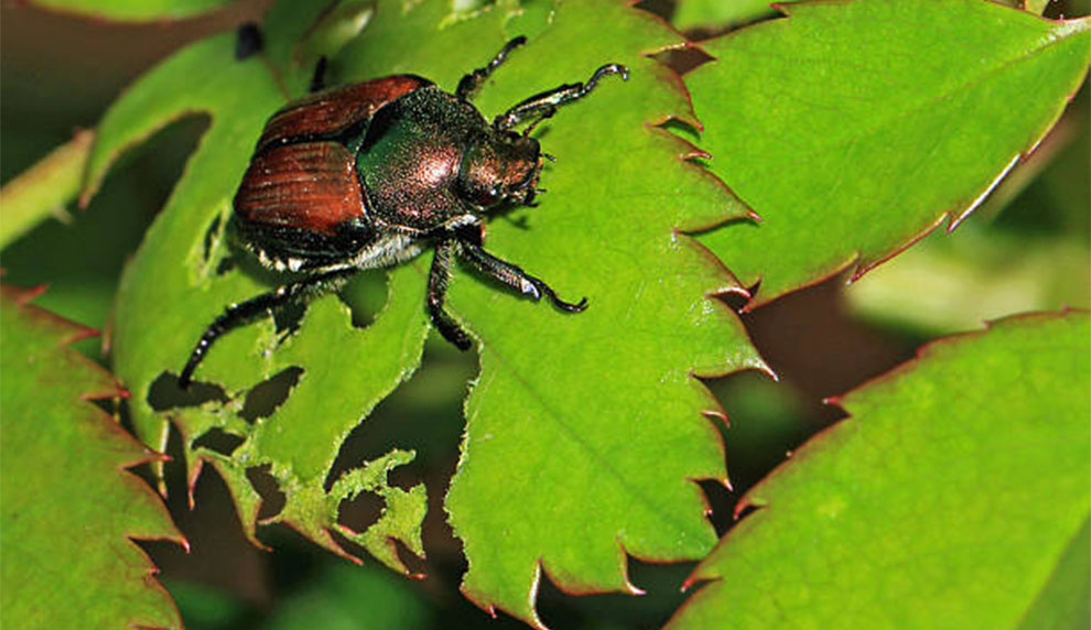 Japanese Beetlesare