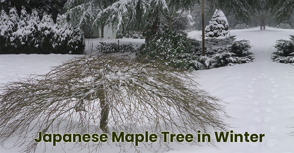 Japanese maple tree in winter