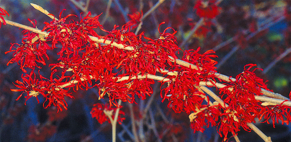Japanese Witch Hazel