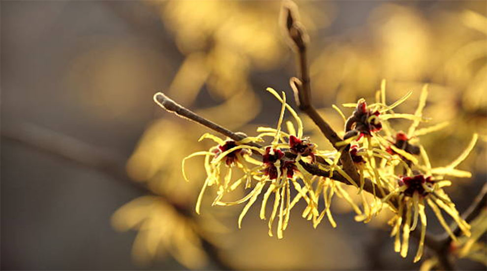 Japanese Witch Hazel