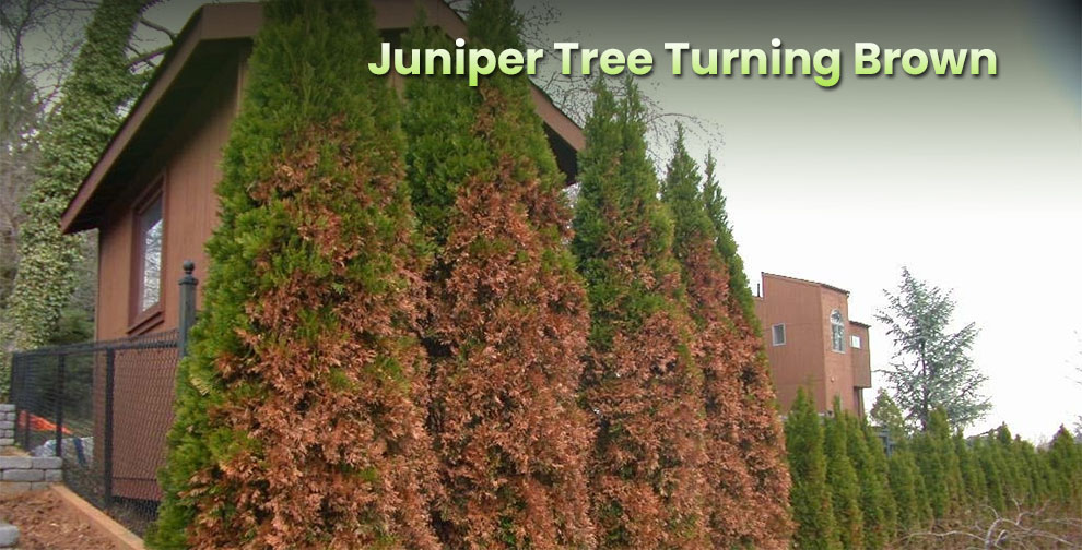 Juniper Tree Turning Brown