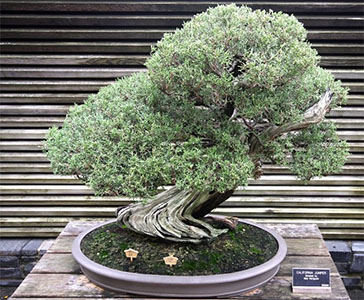 Juniperus californica (California Juniper)