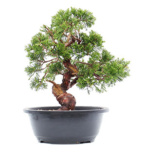 Juniperus Chinensis (Chinese Juniper)