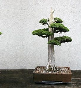 Juniperus Chinensis ‘Foemina’ (Foemina Juniper)