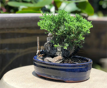 Juniperus communis ‘Hornibrookii’ 