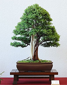 Juniperus communis (Common Juniper)