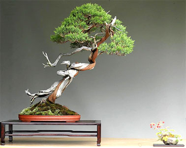 Juniperus sabina (Savin Juniper)