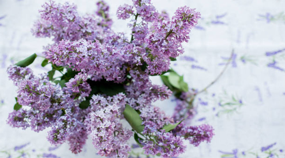 Lavender Lace