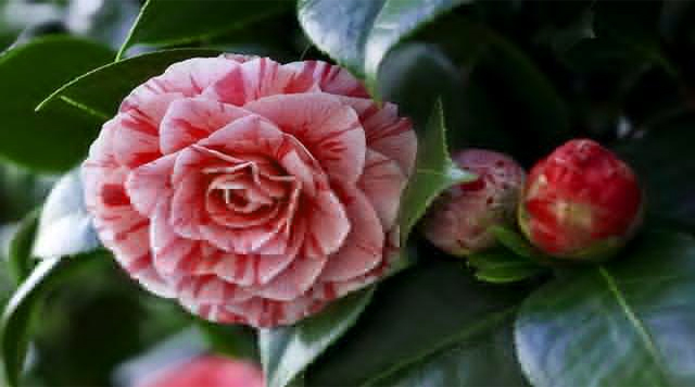 Lavinia Maggie Camellia