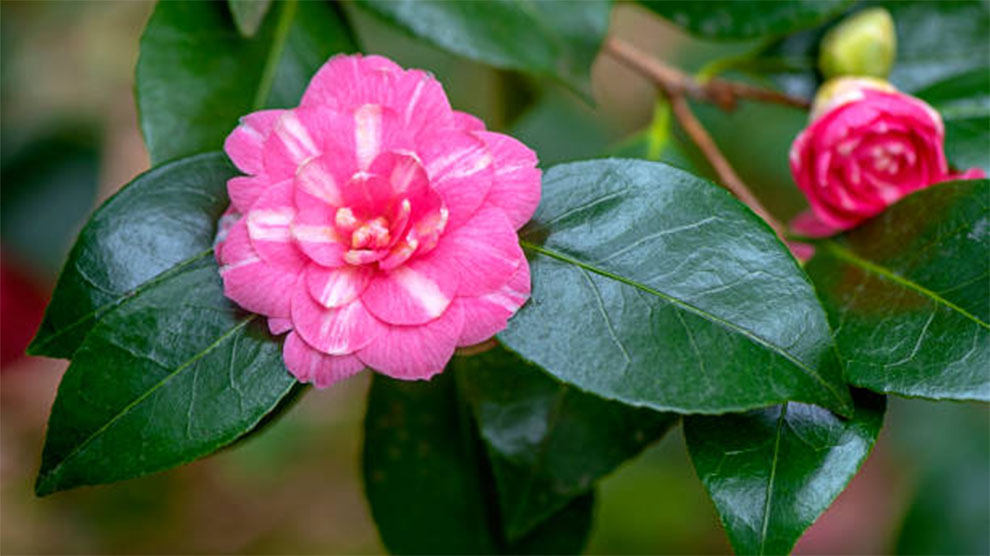 Lavinia Maggie Camellia