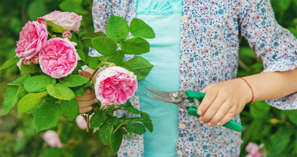 Lenten Rose Pruning