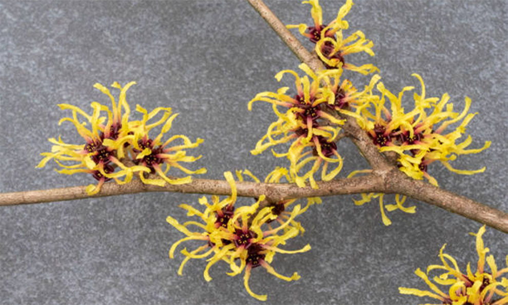 Livia Witch Hazel