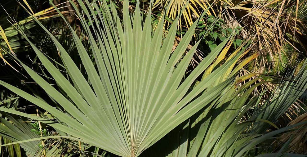 Mazari Palm Tree