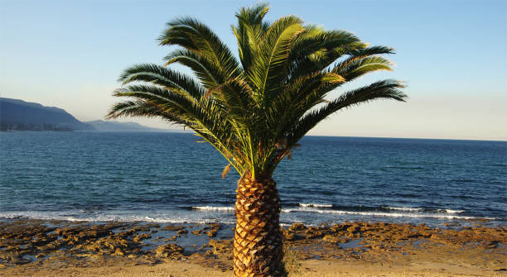 Mazari Palm Tree