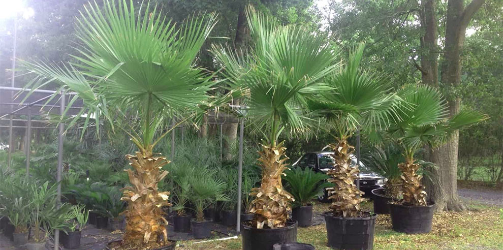Mexican Fan Palm
