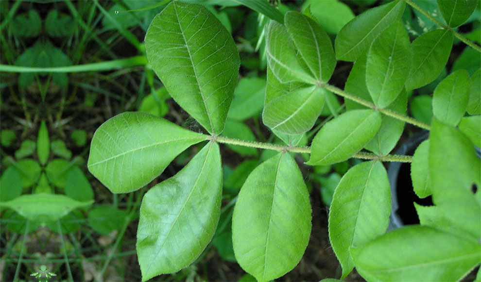 Mockernut Hickory