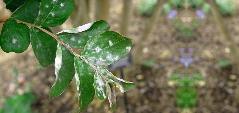 Powdery mildew on Crepe Myrtle