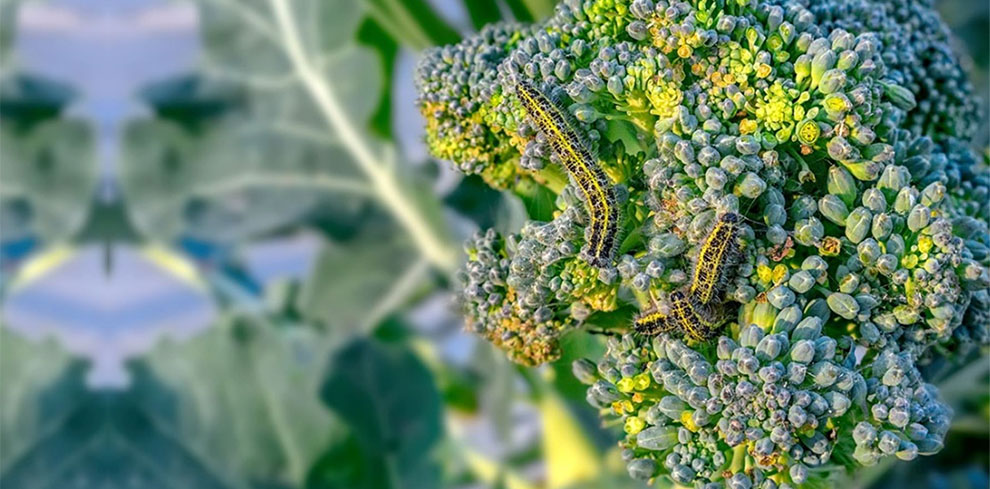 Pests and Diseases That Affect Broccoli