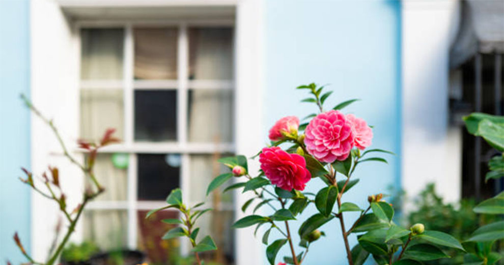 Plant Camellias Next To The House